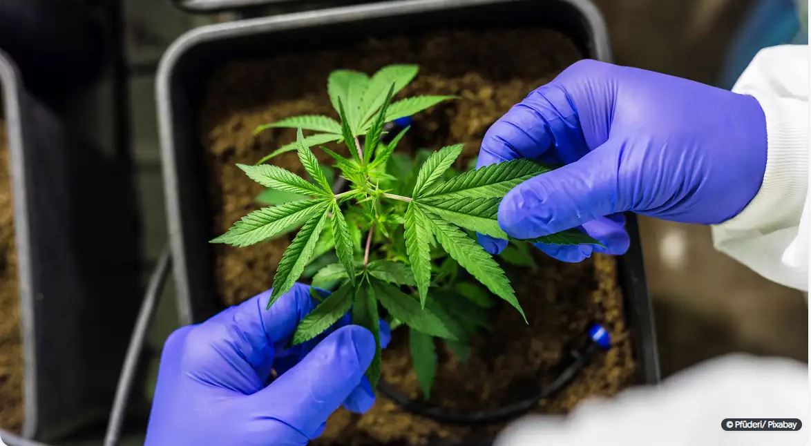 Capa: Senado: PEC que criminaliza posse de qualquer quantidade de droga é aprovada na CCJ