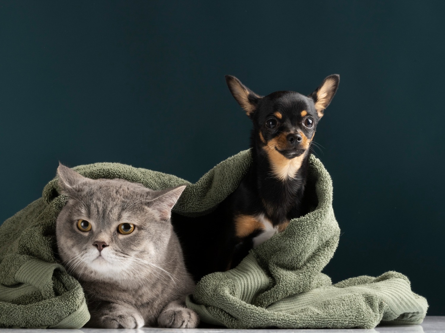 Capa: Como proteger os pets dos fogos de artifício