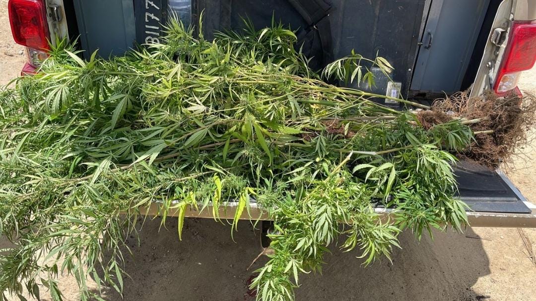 Capa: PM apreende pés de maconha em Lafaiete Coutinho