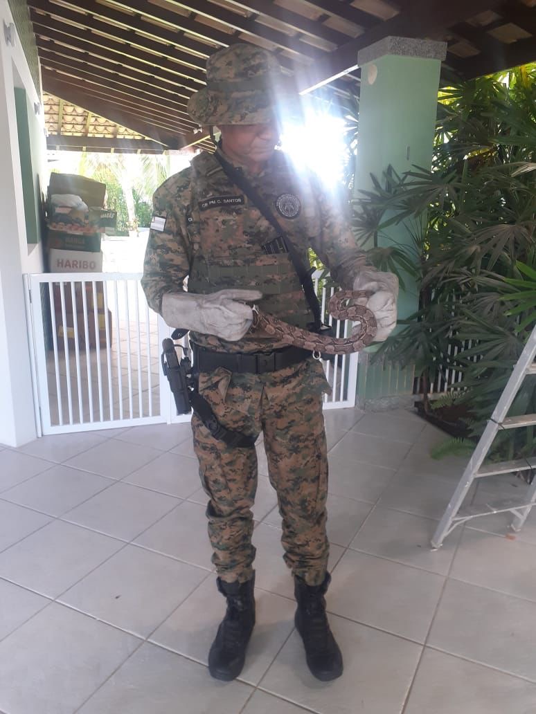 Capa: PM realiza, em um único dia, a captura de seis serpentes em Salvador