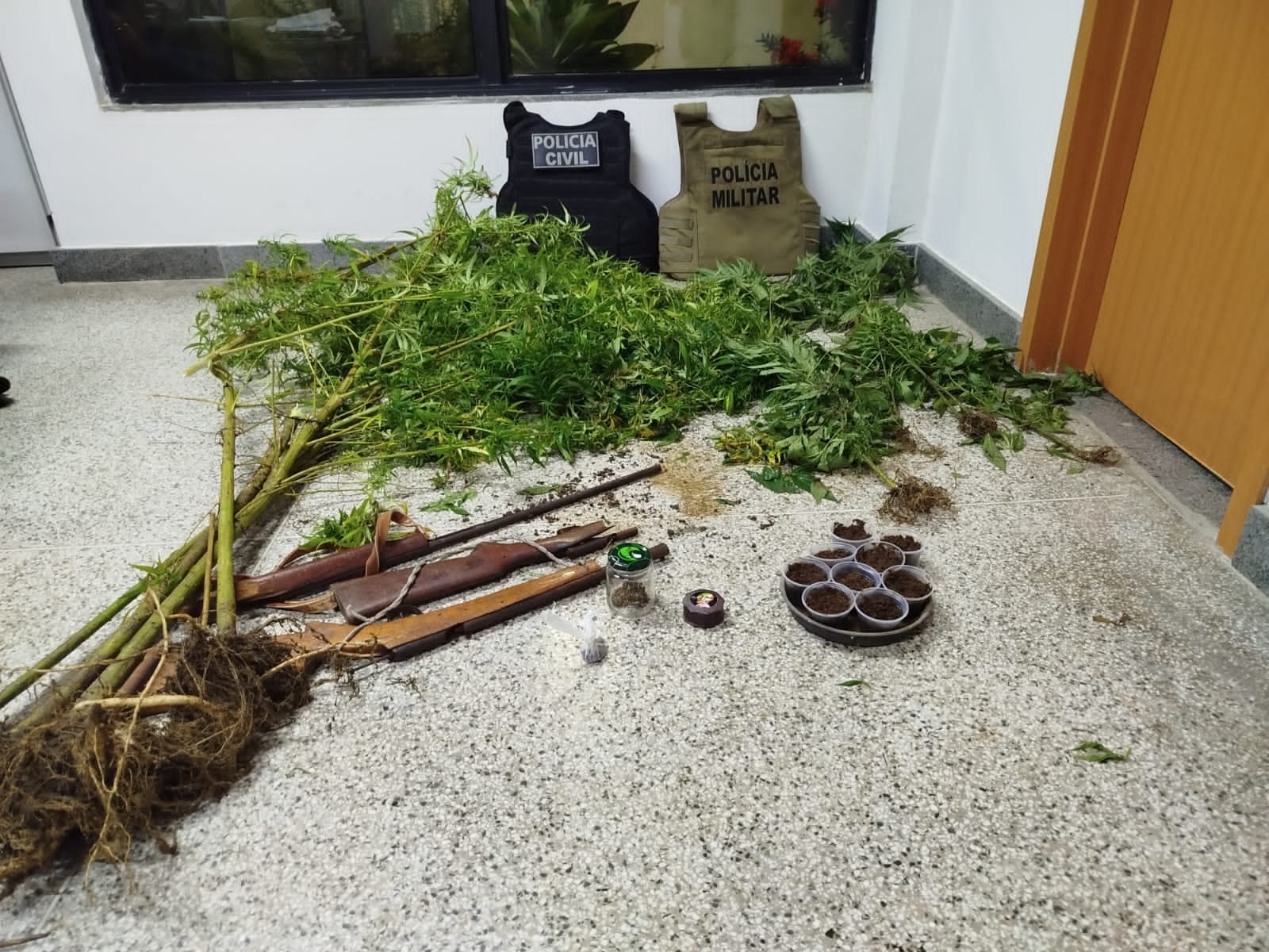 Capa: Plantação de maconha é encontrada em Mutuípe