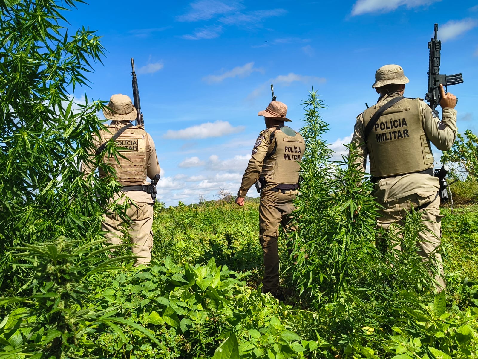 Capa: PM erradica mais de 15 mil pés de maconha em Curaçá