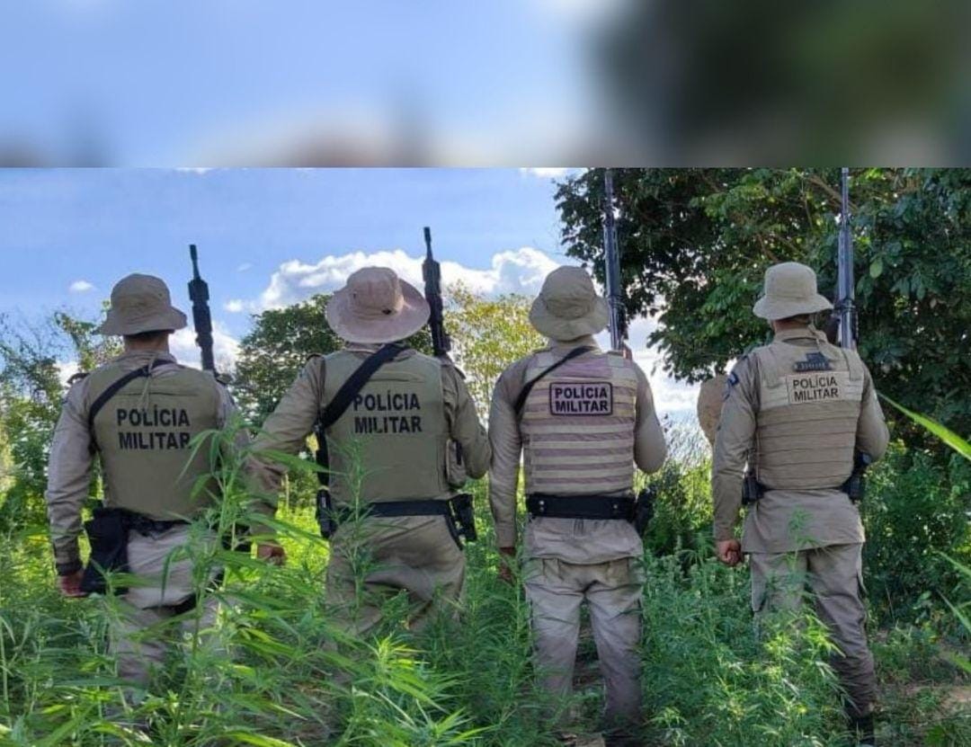 Capa: Polícia Militar erradica mais de 7 mil pés de maconha em Curaçá