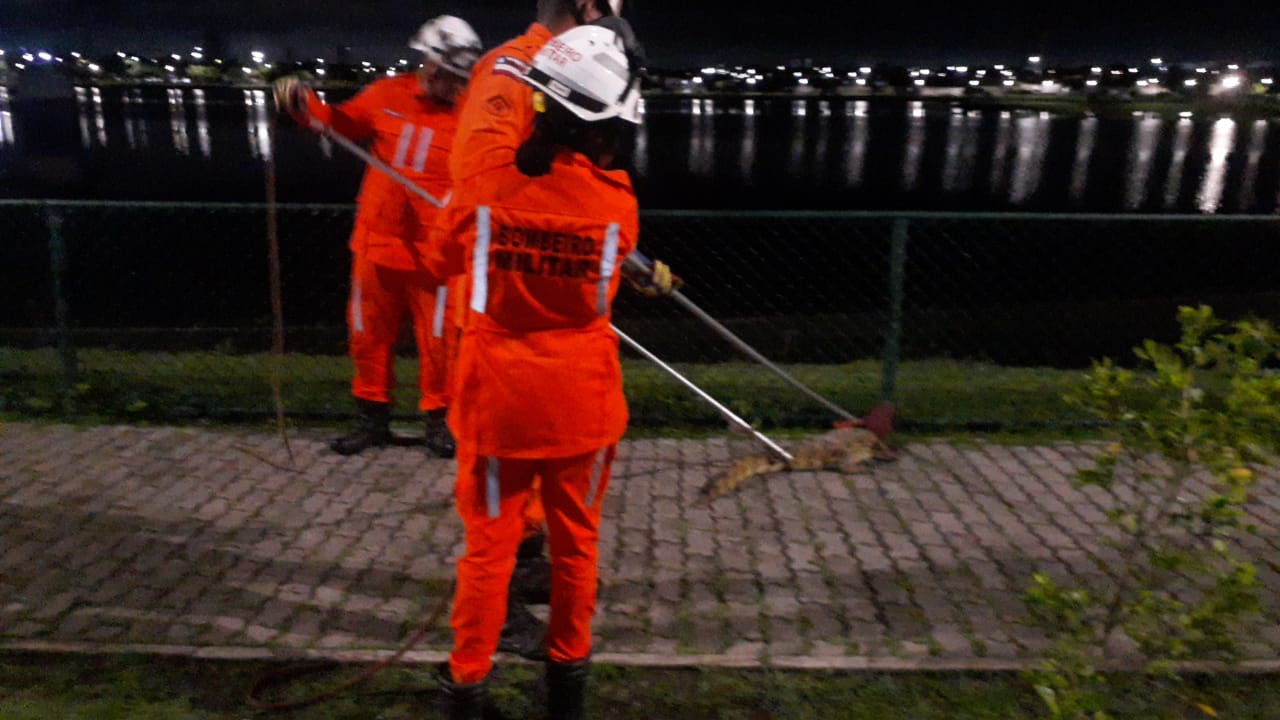 Capa: Dois jacarés são resgatados por bombeiros de Feira de Santana